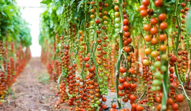 tomato plants in greenhouse